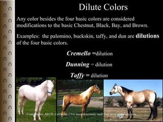 Horse colors | PPS | Genetics | Science