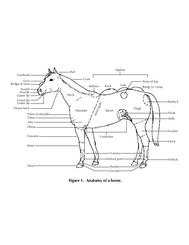 Horse Conformation Analysis