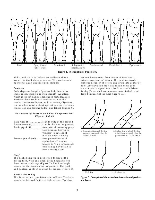 Horse Conformation Analysis