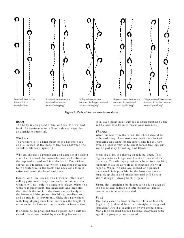 Horse Conformation Analysis