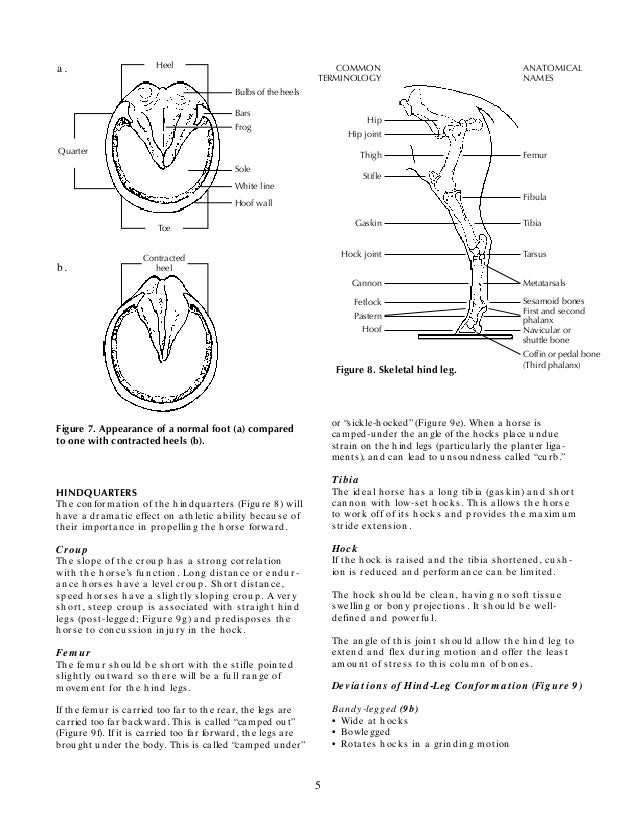 Horse Conformation Analysis