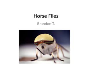 Horse Flies Brandon T. 