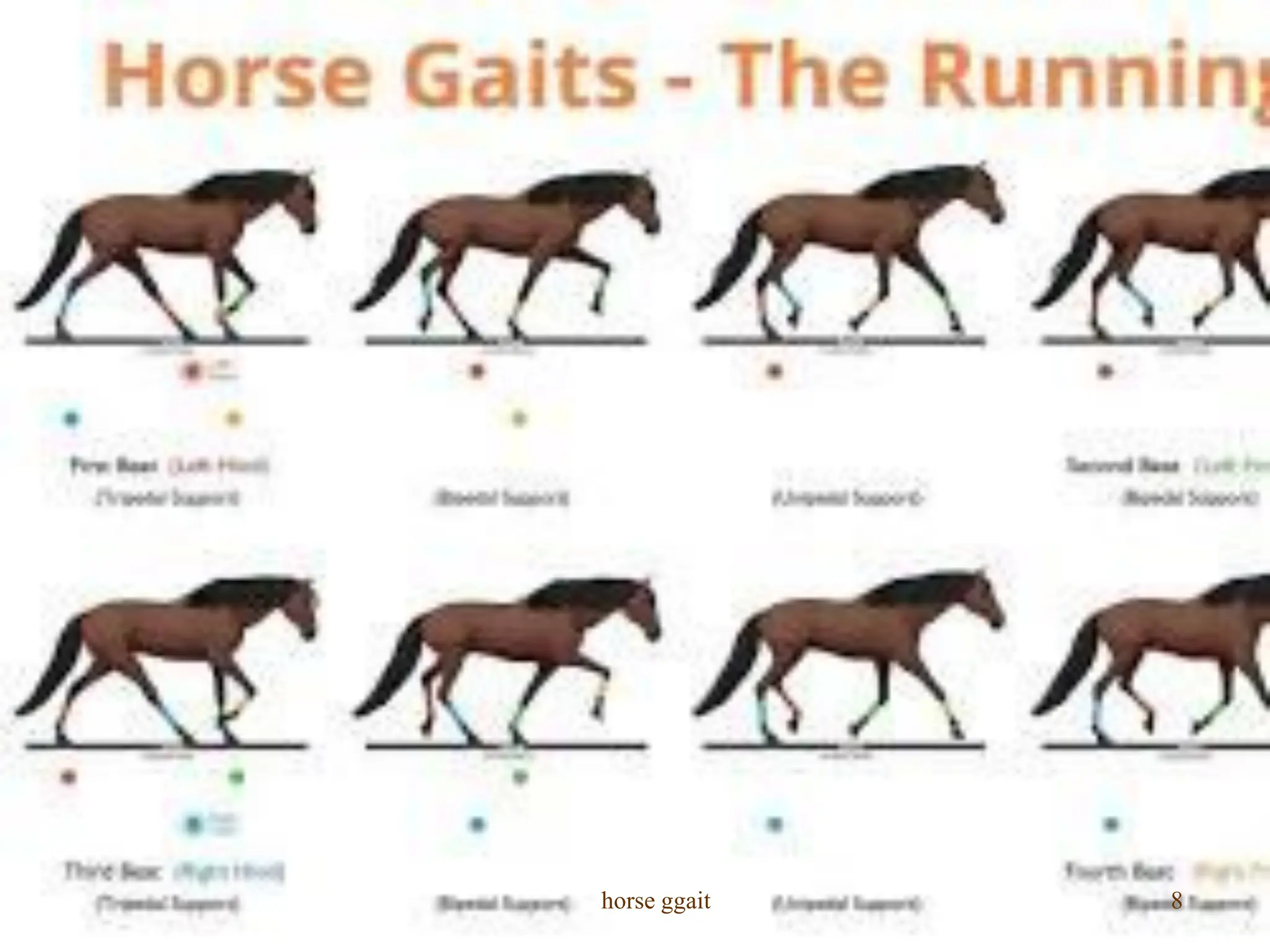 horse gait walk trot Cancar gallop PPT horse gait walk trot Cancar gallop PPT