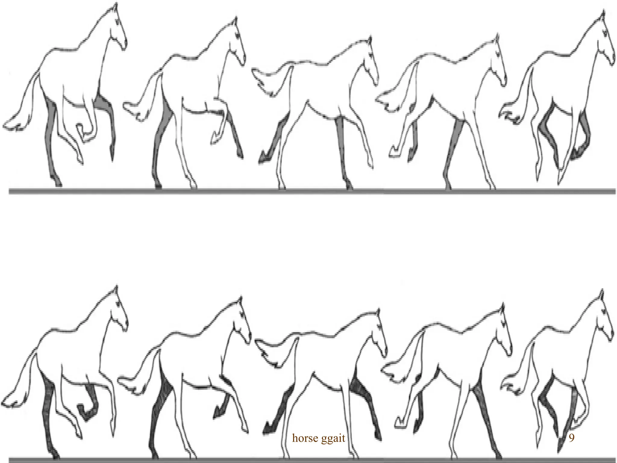 horse gait walk trot Cancar gallop PDF