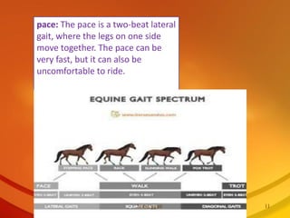 horse gait walk trot Cancar gallop | PPT