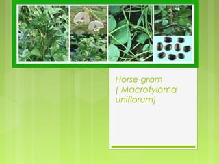 Horse gram 
( Macrotyloma 
uniflorum) 
 