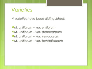Varieties 
4 varieties have been distinguished: 
M. uniflorum – var. uniflorum 
M. uniflorum – var. stenocarpum 
M. uniflorum – var. verrucosum 
M. uniflorum – var. benadirianum 
 