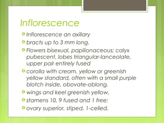 Inflorescence 
 Inflorescence an axillary 
 bracts up to 3 mm long. 
 Flowers bisexual, papilionaceous; calyx 
pubescent, lobes triangular-lanceolate, 
upper pair entirely fused 
 corolla with cream, yellow or greenish 
yellow standard, often with a small purple 
blotch inside, obovate-oblong, 
 wings and keel greenish yellow, 
 stamens 10, 9 fused and 1 free; 
 ovary superior, stiped, 1-celled. 
 