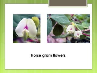 Horse gram flowers 
 