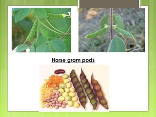 Horse gram pods 
 