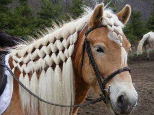 Horse Hair Style