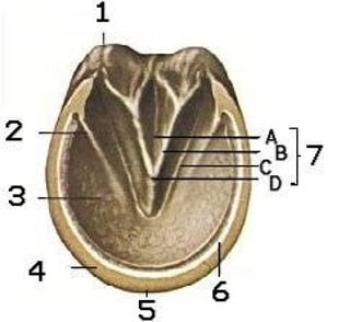Horse hoof diagram