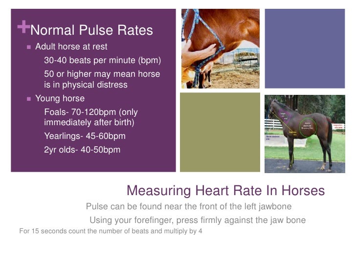 Horse lab presentation