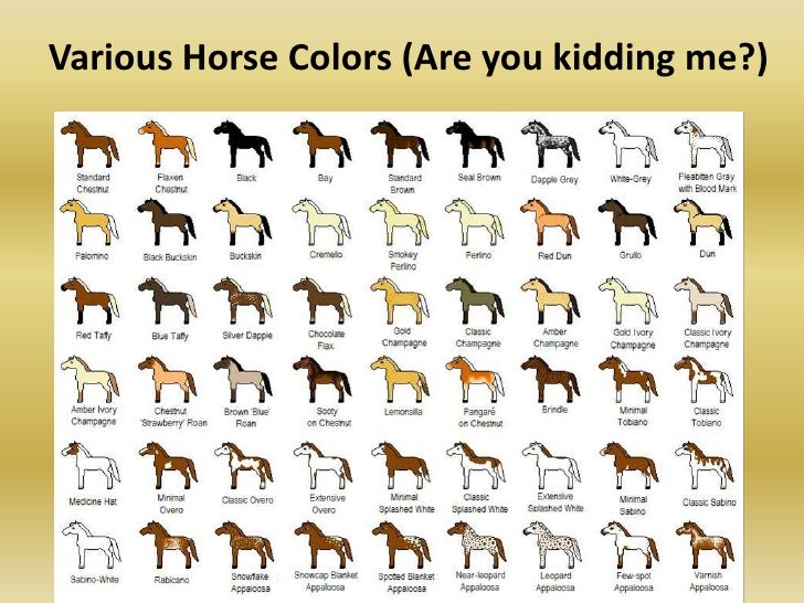 horse colors and markings
