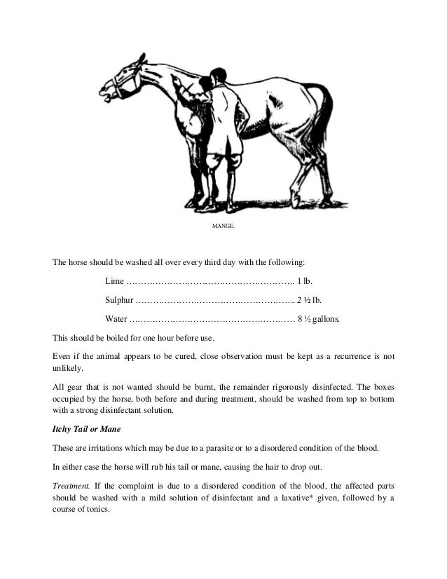 A Quick Guide On Equine Skin Diseases and Treatments