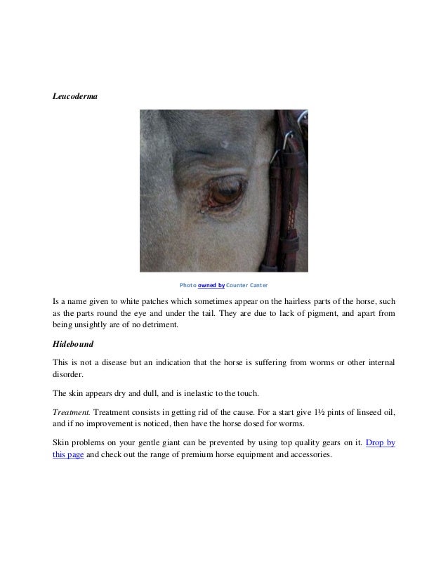 A Quick Guide On Equine Skin Diseases and Treatments