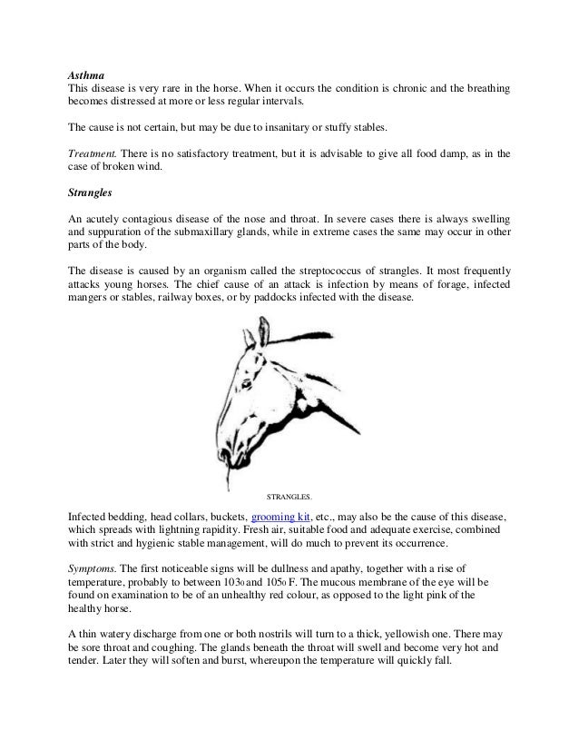 Internal Diseases in Horses Common Symptoms and Treatments