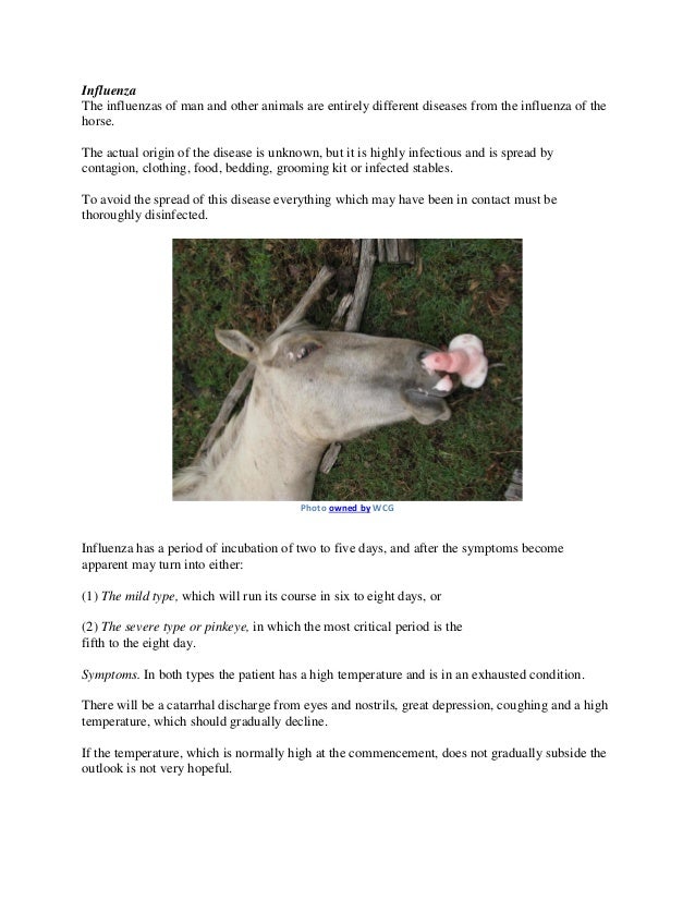 Internal Diseases in Horses Common Symptoms and Treatments