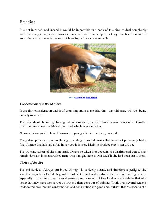 Horse Breeding Tips for Beginners
