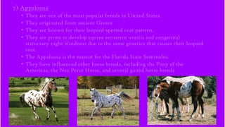 7) Appaloosa
•
•
•
•

They are one of the most popular breeds in United States.
They originated from ancient Greece
They are known for their leopard-spotted coat pattern.
They are prone to develop equine recurrent uveitis and congenital
stationary night blindness due to the same genetics that causes their leopard
coat.
• The Appaloosa is the mascot for the Florida State Seminoles.
• They have influenced other horse breeds, including the Pony of the
Americas, the Nez Perce Horse, and several gaited horse breeds

 
