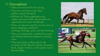 8) Thoroughbred
• They are best known for racing.
• They are also known for their
agility, speed and spirit.
• Millions of Thoroughbreds exist
today, and more than 118,000 foals are
registered each year worldwide.
• They can also be used for events such as
show jumping, combined
training, dressage, polo, and fox hunting.
• They are commonly crossbred to create
new breeds and even improve existing
ones.
• They have been influential in the
creation of the Quarter Horse, Standard
bred, Anglo-Arabian, and various warm
blood breeds.

 