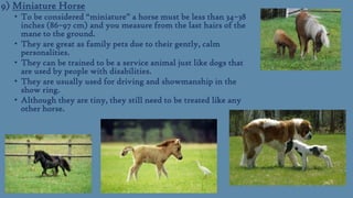 9) Miniature Horse
• To be considered “miniature” a horse must be less than 34–38
inches (86–97 cm) and you measure from the last hairs of the
mane to the ground.
• They are great as family pets due to their gently, calm
personalities.
• They can be trained to be a service animal just like dogs that
are used by people with disabilities.
• They are usually used for driving and showmanship in the
show ring.
• Although they are tiny, they still need to be treated like any
other horse.

 