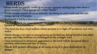 Herds made up of several separate small groups who share a
• Horse herds are usually
•
•
•

•
•

•

given territory. These groups are called “bands.”
Bands usually consist of 3 to 35 animals, one being an adult male and the rest
being a group of females.
Each band is led by a dominate mare.
The whole herd can range from 150-200 horses and are led by one main mare also
known as “lead/boss mare.”
The herd also has a lead stallion whose purpose is to fight off predators and other
males.
Herds change over time as young horses are kicked out, being forced to join other
groups and older stallions are challenged by the younger ones.
Once dominance is obstained, aggression in the herd will be decreased due to
member submission and fear of injury.

• Herds will protect offspring at all costs, even if it puts themselves in
danger.

 