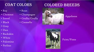 Coat Colors
• Bay
• Chestnut
• Sorrel
• Black
• Gray
• Dun
• Buckskin
• White
• Palomino
• Perlino

• Roan
• Champagne
• Grullo/Grulla
• Cremello

Colored Breeds
Appaloosa

Paint/Pinto

 