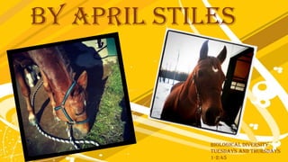 By April Stiles

Biological Diversity
Tuesdays and Thursdays
1-2:45

 