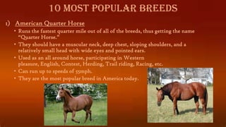 10 Most Popular Breeds
1) American Quarter Horse
• Runs the fastest quarter mile out of all of the breeds, thus getting the name
“Quarter Horse.”
• They should have a muscular neck, deep chest, sloping shoulders, and a
relatively small head with wide eyes and pointed ears.
• Used as an all around horse, participating in Western
pleasure, English, Contest, Herding, Trail riding, Racing, etc.
• Can run up to speeds of 55mph.
• They are the most popular breed in America today.

 