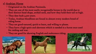 2) Arabian Horse
• Originated on the Arabian Peninsula.
• They are one of the most easily recognizable horses in the world due to
their distinct head shape, arched neck, and how they hold their tail so high.
• They date back 4,500 years.
• Today, Arabian bloodlines are found in almost every modern breed of
riding horse.
• They are good-natured, quick to learn, and willing to please.
• They have a high spirit and alertness which is needed in a horse once used
for raiding and war.
• They are good for showing English and endurance riding.

 