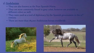 3) Andalusian
• They are also known as the Pure Spanish Horse.
• They are most commonly found in grey color, however are available in
different colors as well.
• They were used as a tool of diplomacy by the Spanish government in the 15th
century.
• There are more than 185,000 Andalusian horses worldwide.

 