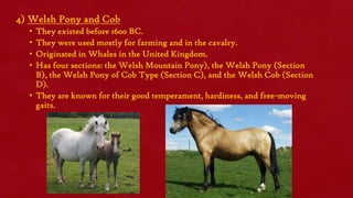 4) Welsh Pony and Cob
•
•
•
•

They existed before 1600 BC.
They were used mostly for farming and in the cavalry.
Originated in Whales in the United Kingdom.
Has four sections: the Welsh Mountain Pony), the Welsh Pony (Section
B), the Welsh Pony of Cob Type (Section C), and the Welsh Cob (Section
D).
• They are known for their good temperament, hardiness, and free-moving
gaits.

 