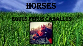 Horses
Equus ferus caballus

 