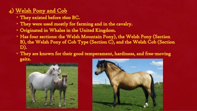 Horse Powerpoint