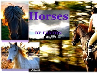 BY PAYTON
Horses
 