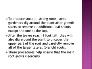  To produce smooth, strong roots, some
gardeners dig around the plant after growth
starts to remove all additional leaf shoots
except the one at the top.
 After the leaves reach 1 foot tall, they will
also dig around the plant to uncover the
upper part of the root and carefully remove
all of the larger lateral (branch) roots.
 These procedures help ensure that the main
root grows vigorously
 