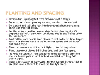  Horseradish is propagated from crown or root cuttings.
 For areas with short growing seasons, use the crown method.
 Dig a plant and split the root into four equal pieces containing
some leaf and root tissue.
 Let the wounds heal for several days before planting at a 45-
degree angle, with the crown positioned one to two inches below
the soil surface.
 Root cuttings are pencil sized pieces of root collected from larger
roots. Cut the end close to the main root square and the other
end on an angle.
 Plant the square end of the root higher than the angled end.
 Plant these root pieces 2-3 inches deep and one foot apart.
 To keep horseradish from spreading, some gardeners plant the
roots in buried pots or in 12 inch wide and 24 inch long PVC
plastic pipes.
 Plant in late March or early April, for the average garden, four to
six plants are sufficient to meet the family’s needs
 