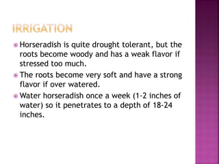  Horseradish is quite drought tolerant, but the
roots become woody and has a weak flavor if
stressed too much.
 The roots become very soft and have a strong
flavor if over watered.
 Water horseradish once a week (1-2 inches of
water) so it penetrates to a depth of 18-24
inches.
 