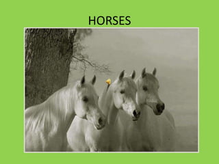 HORSES 