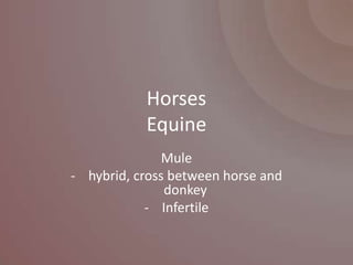 Horses
           Equine
               Mule
- hybrid, cross between horse and
               donkey
            - Infertile
 