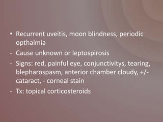 • Recurrent uveitis, moon blindness, periodic
  opthalmia
- Cause unknown or leptospirosis
- Signs: red, painful eye, conjunctivitys, tearing,
  blepharospasm, anterior chamber cloudy, +/-
  cataract, - corneal stain
- Tx: topical corticosteroids
 