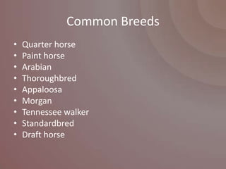 Common Breeds
•   Quarter horse
•   Paint horse
•   Arabian
•   Thoroughbred
•   Appaloosa
•   Morgan
•   Tennessee walker
•   Standardbred
•   Draft horse
 