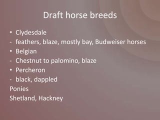 Draft horse breeds
• Clydesdale
- feathers, blaze, mostly bay, Budweiser horses
• Belgian
- Chestnut to palomino, blaze
• Percheron
- black, dappled
Ponies
Shetland, Hackney
 
