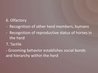 6. Olfactory
- Recognition of other herd members, humans
- Recognition of reproductive status of horses in
  the herd
7. Tactile
- Grooming behavior establishes social bonds
and hierarchy within the herd
 
