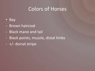 Colors of Horses
•   Bay
-   Brown haircoat
-   Black mane and tail
-   Black points, muzzle, distal limbs
-   +/- dorsal stripe
 