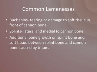 Common Lamenesses
• Buck shins- tearing or damage to soft tissue in
  front of cannon bone
• Splints- lateral and medial to cannon bone
- Additional bone growth on splint bone and
  soft tissue between splint bone and cannon
  bone caused by trauma
 