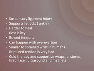 •   Suspensory ligament injury
-   Supports fetlock, ( ankle)
-   Harder to heal
-   Rest is key
•   Bowed tendons
-   Can happen with overexertion
-   Similar to sprained wrist in humans
-   Ruptured tendon is very bad
-   Cold therapy and supportive wraps, blistered,
    fired, laser, ultrasound and magnets
 