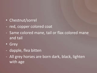 • Chestnut/sorrel
- red, copper colored coat
- Same colored mane, tail or flax colored mane
  and tail
• Grey
- dapple, flea bitten
- All grey horses are born dark, black, lighten
  with age
 