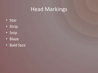 Head Markings
•   Star
•   Strip
•   Snip
•   Blaze
•   Bald face
 